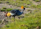 Gru coronata
