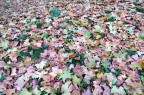 Tappeto d'autunno