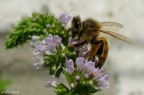 Bee &amp; Mint