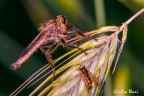 predatore e preda