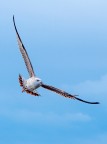 seagull