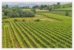Agugliana di Montebello (VI). Giugno 2023