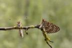Melitaea didyma vista di fronte e di profilo