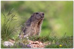 Marmotta