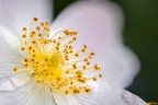 "Prove Macro con nuova strumentazione":
Focus Stacking di 56 scatti (utilizzati 48) con slitta manuale! dati scatti: F2.8 - iso100 - 1/100 sec.

Essendo all'aperto (venticello rompiscatole)...non  perfetta ma lo voluta postare lo stesso...siate clementi LOL