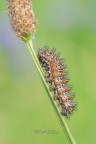 Bruco-di-Melitaea-didyma_DSC06993