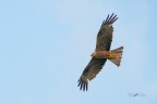 Nibbio-bruno_DSC07862
