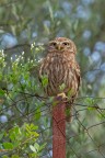 Civetta_Athene-noctua_DSC07477