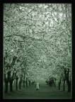 lungo il viale