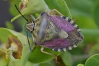 Cimice asiatica