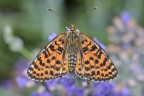 Melitaea ad ali aperte