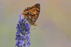 Con un po' di pazienza e fortuna si possono ottenere sfondi puliti sul campo di ricerca e di azione. Commenti e critiche gradite. Mano libera.