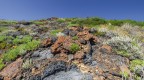 Rinascita dal fuoco