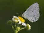 Cupido minimus
