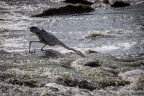 Pesca sul fiume