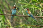 Gruccioni_DSC07609