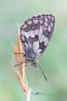 Melanargia-russiae_DSC08453