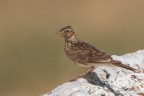 Allodola_DSC08584