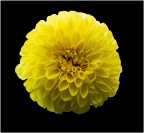 Dalia
