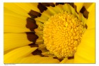 Il cuore del fiore