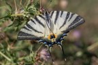 Podalirio_Macro_Ago2023_3