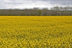 campo giallo