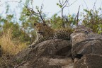 sony a9; sony 200-600 + 1.4tc; iso 640; f9; 1/800sec
Una emozione unica, lo stavo cercando da diversi safari un leopardo non nascosto dentro un albero, o che passa senza fermarsi, questa volta, appena ho puntato l'obiettivo verso di lui, mi ha guardato dritto in camera, per qualche secondo ho titubato nello scattare.