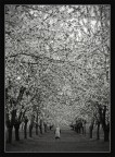 lungo il viale - b/n