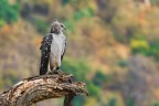 aquila marziale