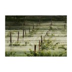 Dalla strada - Filari Mascherati Dalla strada - Filari Mascherati