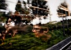 verso casa...
