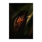 L'Oro dalla Terra