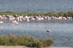 Gita a Comacchio (bhe non proprio mi son fatto 700km)per fotografare tutt'altro e mi sono imbattuto in una colonia di 150-200 esemplari di fenicotteri rosa. Avevo gi piazzato cavalletto, macchina e obiettivo e stavo aspettando il tramonto quando mi accorgo che dietro le piante delll'alzaia a circa 300mt c'erano loro ho preso l'altra macchina e il 600 (che comunque era corto) e ho fatto una serie di scatti. E poi mi dicono che son matto a portarmi sempre dietro tutta l'attrezzatura.. Ci devo cmq tornar