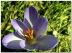 Fiore viola