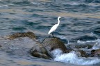 Sentinella