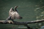 Cormorano