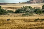 Oryx