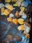 L'autunno  meraviglioso