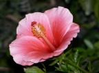 euroflora 2006,