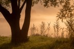 st