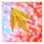 Quadrato autunnale