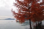 Nel lago