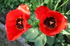Tulipani Rossi