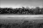 Il taglio del bosco