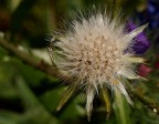Soffione