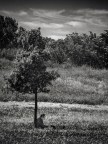 personal tree