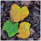 L'autunno per terra