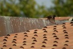 ma che uccello  ?