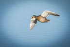 In volo