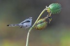 Codibugnolo_Aegithalos-caudatus_DSC03536